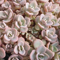 Sedum 'Hareknoll Gem'